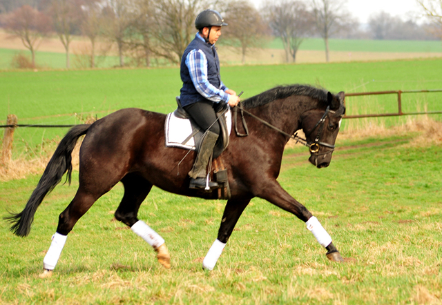 Ginger Rogers v. Symont u.d. Pr.u.ESt. Greta Garbo v. Alter Fritz  - Foto: Beate Langels -
Trakehner Gestt Hmelschenburg