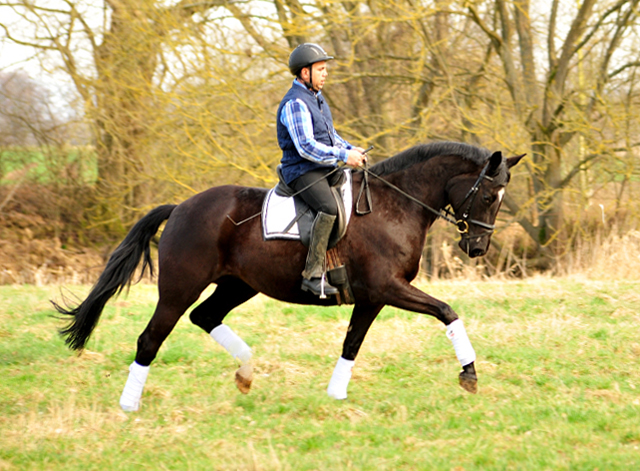 Prmienstute Ginger Rogers v. Symont u.d. Pr.u.ESt. Greta Garbo v. Alter Fritz  - Foto: Beate Langels -
Trakehner Gestt Hmelschenburg