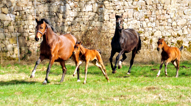 Giulietta und Schwalbenfeder mit ihren Fohlen von Shavalou und Freudenfest - Trakehner Gestt Hmelschenburg - Foto: Beate Langels