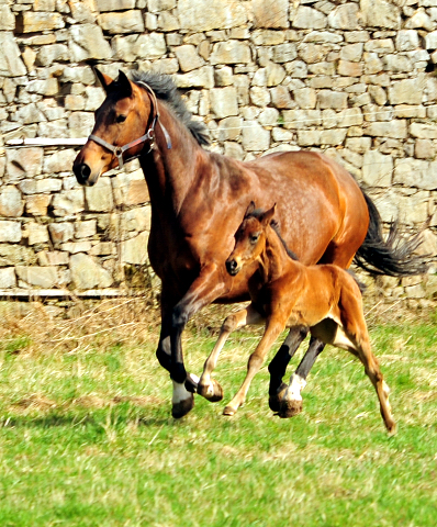 Giulietta und ihre Tochter von Shavalou - Trakehner Gestt Hmelschenburg - Foto: Beate Langels