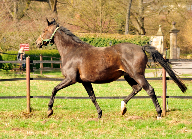 Prmien u. Elitestute Schwalbenfeder v. Summertime u.d. Elitestute Schwalbenspiel v. Exclusiv - Trakehner Gestt Hmelschenburg - Foto: Beate Langels