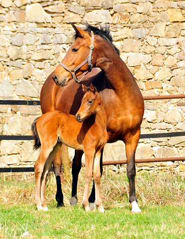 Giulietta und ihre Tochter von Shavalou - Trakehner Gestt Hmelschenburg - Foto: Beate Langels