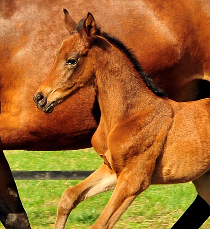 Trakehner Filly by Shavalou out of Giulietta by Saint Cyr - Red Patrick xx