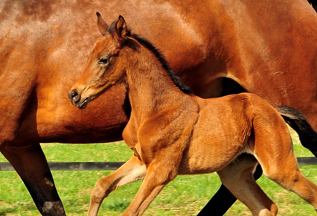 Giulietta und ihre Tochter von Shavalou - Trakehner Gestt Hmelschenburg - Foto: Beate Langels