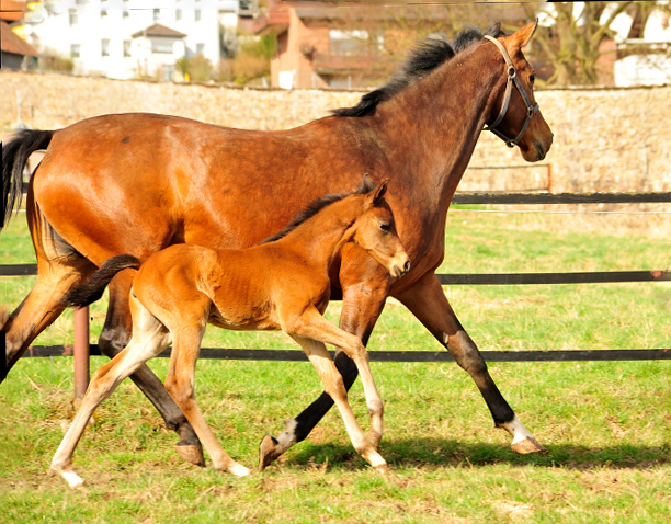 Giulietta und ihre Tochter von Shavalou - Trakehner Gestt Hmelschenburg - Foto: Beate Langels