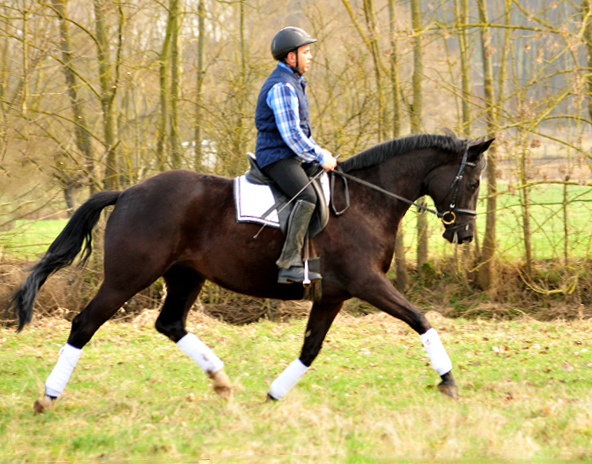 Ginger Rogers v. Symont u.d. Pr.u.ESt. Greta Garbo v. Alter Fritz  - Foto: Beate Langels -
Trakehner Gestt Hmelschenburg