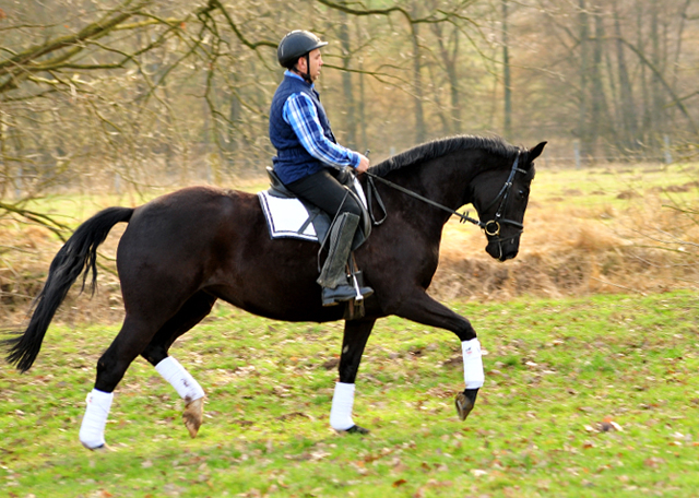 Ginger Rogers v. Symont u.d. Pr.u.ESt. Greta Garbo v. Alter Fritz  - Foto: Beate Langels -
Trakehner Gestt Hmelschenburg