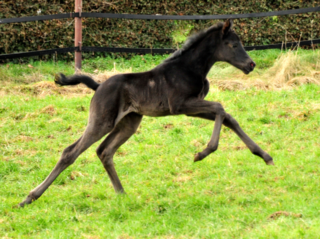 3 Tage alt: Stutfohlen von San Amour u.d. Schwalbendiva v. Totilas - 12. Mrz 2021 - Foto: Beate Langels - 
Trakehner Gestt Hmelschenburg