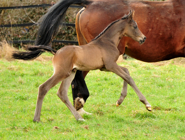 Impressionen vom Mrz 2021 - Trakehner Gestt Hmelschenburg  - Foto: Beate Langels