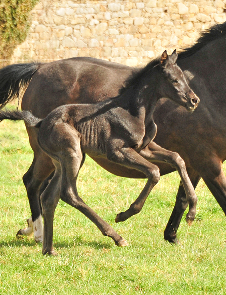 3 Tage alt: Stutfohlen von San Amour u.d. Schwalbendiva v. Totilas - 12. Mrz 2021 - Foto: Beate Langels - 
Trakehner Gestt Hmelschenburg