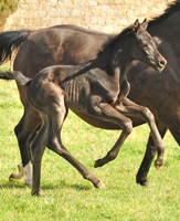 Oldenburger Filly by San Amour out of
Schwalbendiva by Totilas - Gestt Hmelschenburg - Beate Langels