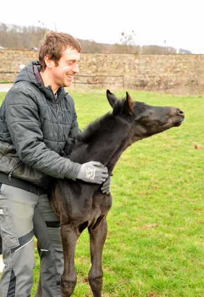 3 Tage alt: Stutfohlen von San Amour u.d. Schwalbendiva v. Totilas - 12. Mrz 2021 - Foto: Beate Langels - 
Trakehner Gestt Hmelschenburg