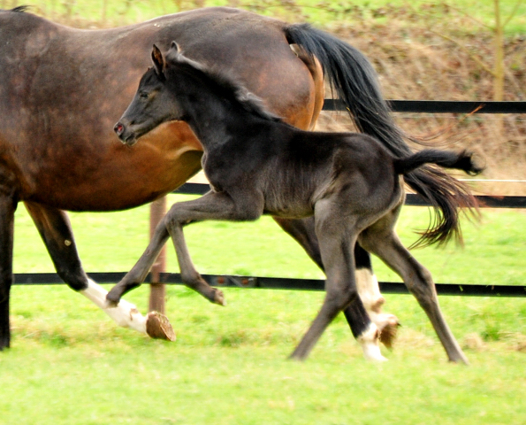 3 Tage alt: Stutfohlen von San Amour u.d. Schwalbendiva v. Totilas - 12. Mrz 2021 - Foto: Beate Langels - 
Trakehner Gestt Hmelschenburg