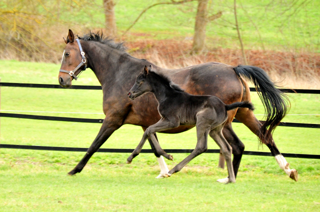 3 Tage alt: Stutfohlen von San Amour u.d. Schwalbendiva v. Totilas - 12. Mrz 2021 - Foto: Beate Langels - 
Trakehner Gestt Hmelschenburg