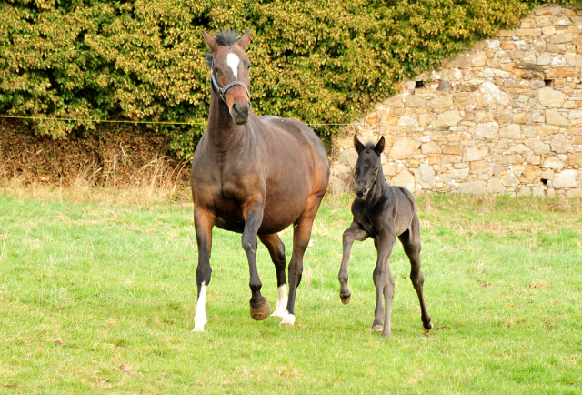 3 Tage alt: Stutfohlen von San Amour u.d. Schwalbendiva v. Totilas - 12. Mrz 2021 - Foto: Beate Langels - 
Trakehner Gestt Hmelschenburg