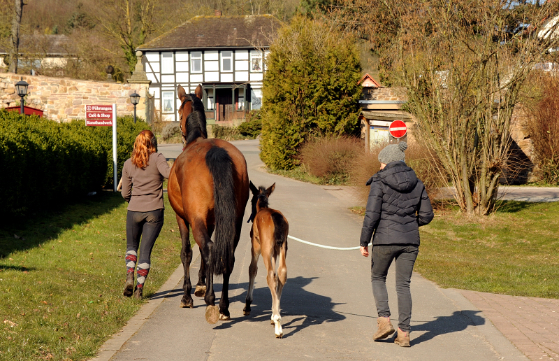 2 Tage alt: Stutfohlen von Schplitzer u.d. Schwalbe's Beauty v. High Motion - Trakehner Gestt Hmelschenburg - 
Foto: Beate Langels