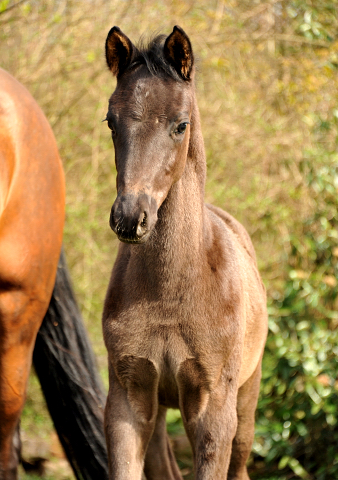 Filly by Oliver Twist u.d. Schwalbenfee v. Freudenfest