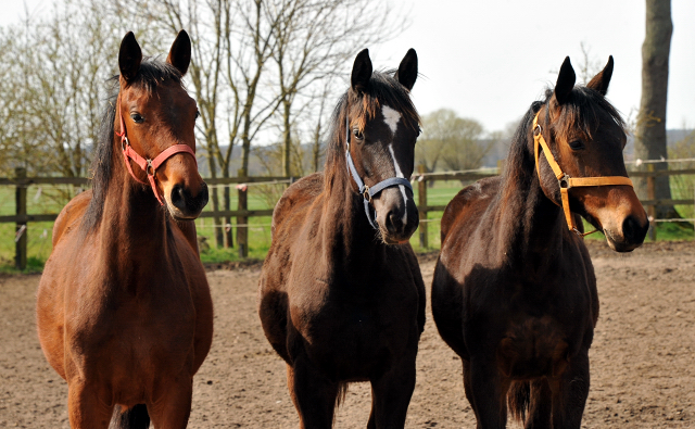 Jhrlingsstuten in Schplitz - Foto Beate Langels - Gestt Hmelschenburg