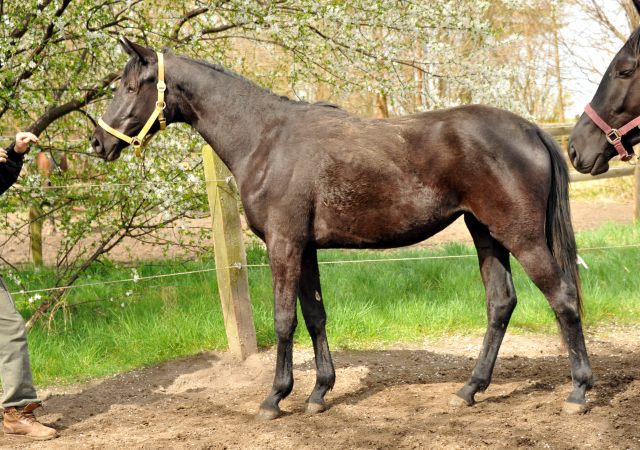 Zweijhrige Stute  in Schplitz - Foto Beate Langels - Gestt Hmelschenburg