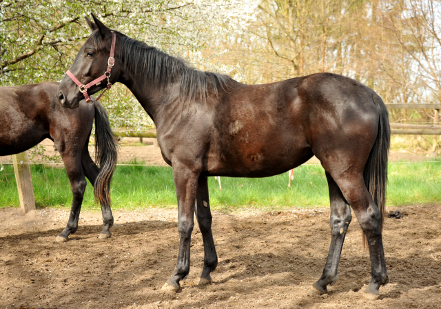 Zweijhrige Stute  in Schplitz - Foto Beate Langels - Gestt Hmelschenburg