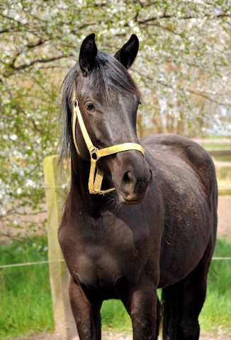 Zweijhrige Stute  in Schplitz - Foto Beate Langels - Gestt Hmelschenburg