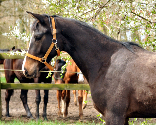 Zweijhrige Stute von Saint Cyr x Friedensfrst in Schplitz - Foto Beate Langels - Gestt Hmelschenburg