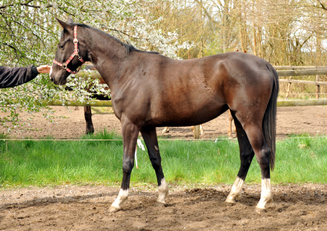 Trakehner Stute GRENADINE  von Saint Cyr u.d. Pr.u.StPrSt. Grace Note v. Alter Fritz - copyright Beate Langels, Trakehner 
Gestt Hmelschenburg