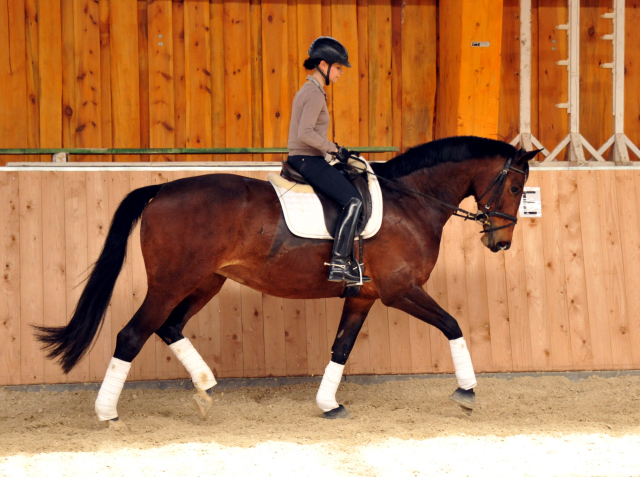 Sacre de L'Est von Freudenfest geritten von Stephanie Leuenberger - Foto Beate Langels