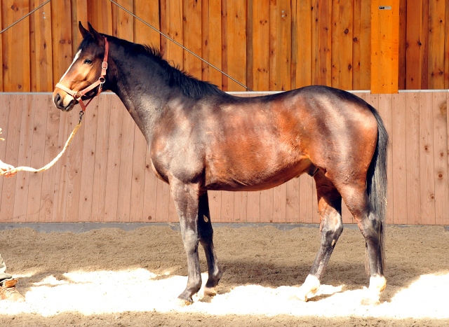 Dreijhriger Wallach v. Symont x Lauries Crusador xx  in Schplitz - Foto Beate Langels - Gestt Hmelschenburg