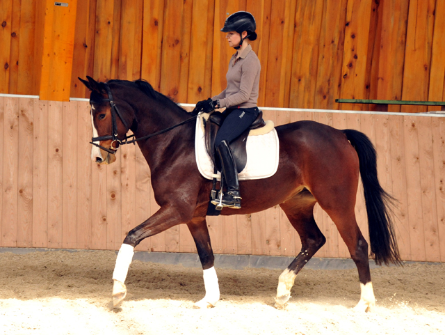 4jhrige Stute von Saint Cyr u.d. Pr.u.StPrSt. Grace Note v. Alter Fritz - Gestt Schplitz - Foto: Beate Langels, 
Gestt Schplitz