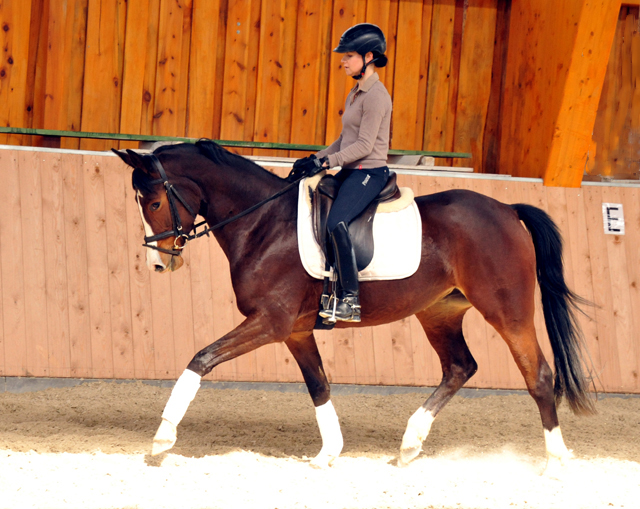 4jhrige Stute von Saint Cyr u.d. Pr.u.StPrSt. Grace Note v. Alter Fritz - Gestt Schplitz - Foto: Beate Langels, 
Gestt Schplitz