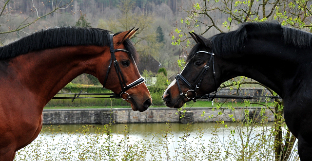 Impressionen vom April 2021 - Trakehner Gestt Hmelschenburg  - Foto: Beate Langels