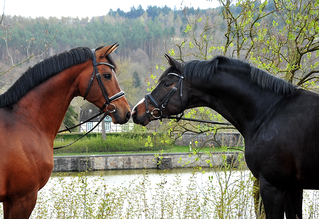 High Motion und Saint Cyr - 12. April 2021 - Foto: Beate Langels - 
Trakehner Gestt Hmelschenburg