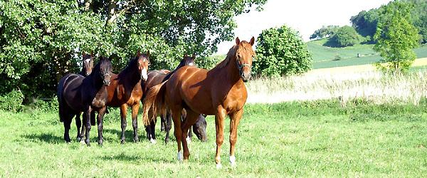 Zweijhrige Hengste - vorn: Hengst von Freudenfest x Tycoon - Trakehner Gestt Hmelschenburg - Foto: Beate Langels