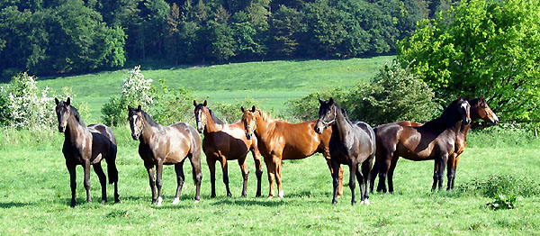 Zweijhrige Hengste - Trakehner Gestt Hmelschenburg - Foto: Beate Langels