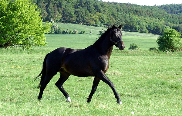 Giovanni v. Summertime u.d. Greta Garbo v. Alter Fritz - Trakehner Gestt Hmelschenburg - Foto: Beate Langels