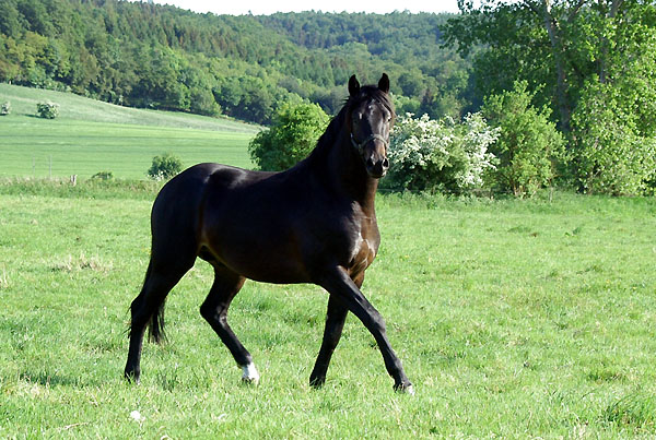 Giovanni v. Summertime u.d. Greta Garbo v. Alter Fritz- Trakehner Gestt Hmelschenburg - Foto: Beate Langels