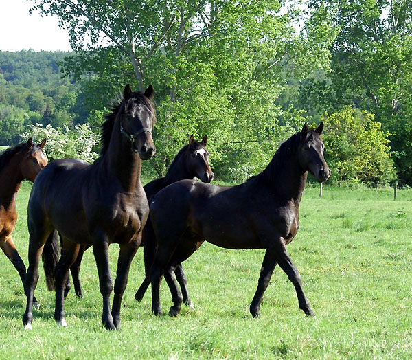 Zweijhrige Hengste im Trakehner Gestt Hmelschenburg - Foto: Beate Langels