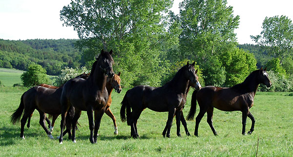 Zweijhrige Hengste - Trakehner Gestt Hmelschenburg - Foto: Beate Langels