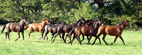 Zweijhrige Hengste - Trakehner Gestt Hmelschenburg - Foto: Beate Langels