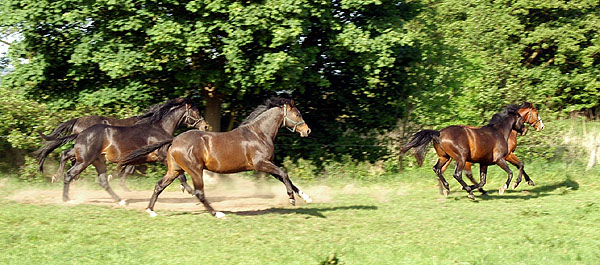 Zweijhrige Hengste - Trakehner Gestt Hmelschenburg - Foto: Beate Langels