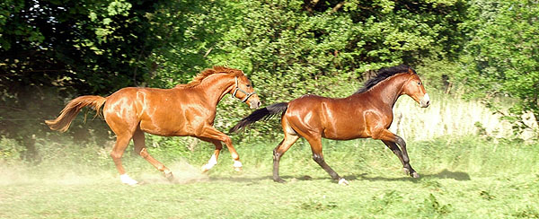 Zweijhrige Hengste - Trakehner Gestt Hmelschenburg - Foto: Beate Langels