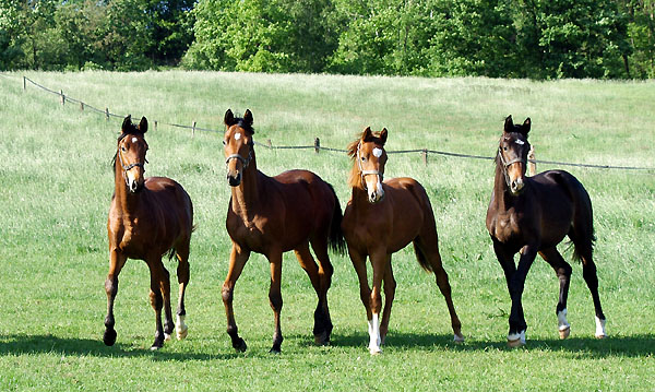 Jhrlingshengste v. Showmaster, Summertime, Freudenfest u. Kostolany - Trakehner Gestt Hmelschenburg - Foto: Beate Langels