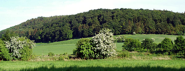 Blick zum Scharfenberg - Trakehner Gestt Hmelschenburg - Foto: Beate Langels