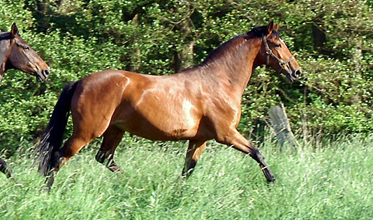 Prmienstute Karena v. Freudenfest - Trakehner Gestt Hmelschenburg - Foto: Beate Langels