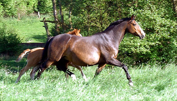 Prmienstute Tavolara v. Exclusiv - Trakehner Gestt Hmelschenburg - Foto: Beate Langels