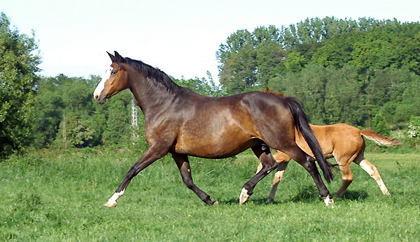 Prmienstute Tavolara v. Exclusiv - Trakehner Gestt Hmelschenburg - Foto: Beate Langels