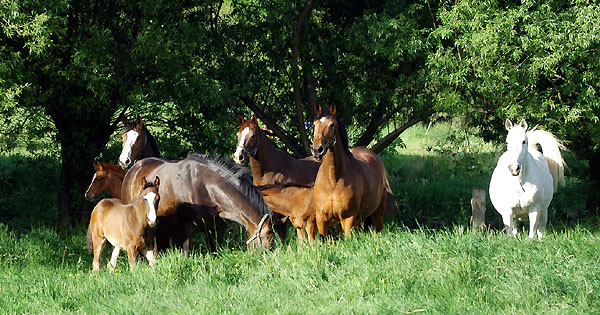 Stuten und Fohlen - Trakehner Gestt Hmelschenburg - Foto: Beate Langels