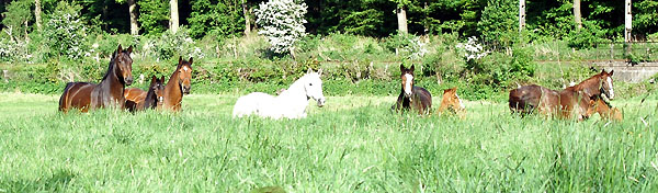 Stuten und Fohlen - Trakehner Gestt Hmelschenburg - Foto: Beate Langels