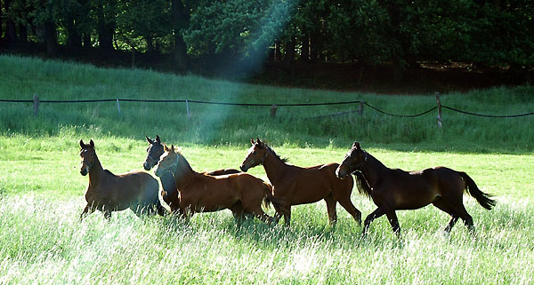 Jhrlingshengste - Trakehner Gestt Hmelschenburg - Foto: Beate Langels